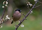 David Atkinson_Female Bullfinch.jpg
